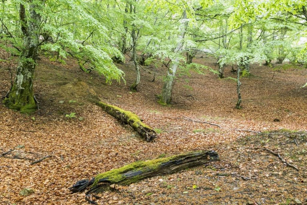 Los Molinos - Atico En Montana De Asturias Felechosa Zewnętrze zdjęcie