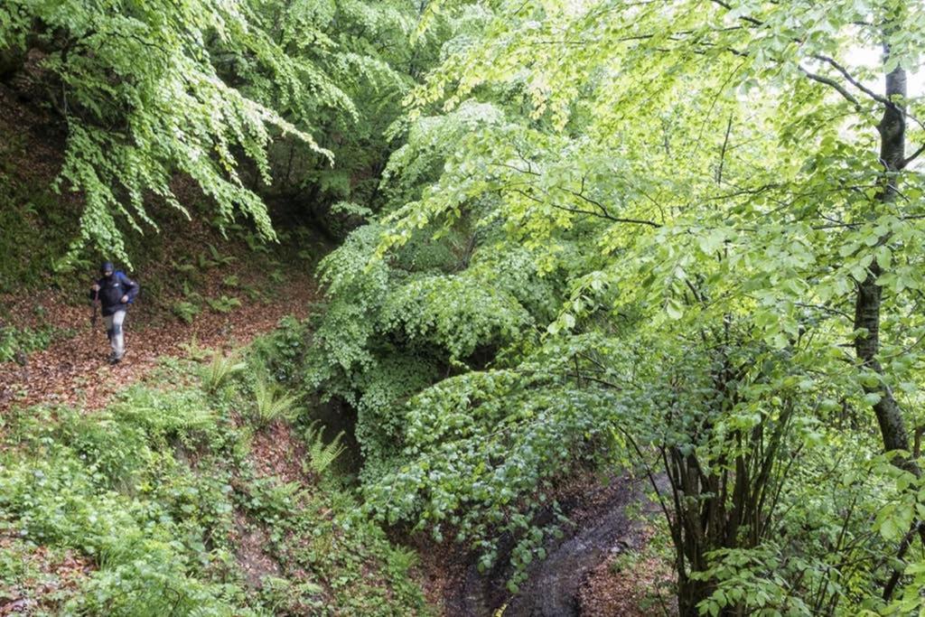 Los Molinos - Atico En Montana De Asturias Felechosa Zewnętrze zdjęcie
